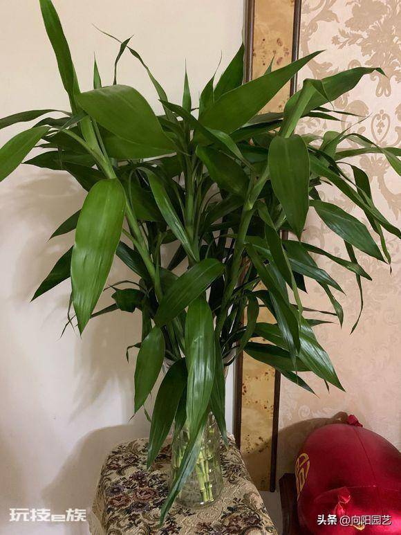适合水培的植物类型(这6种水养植物干净卫生观赏性高)-图片6